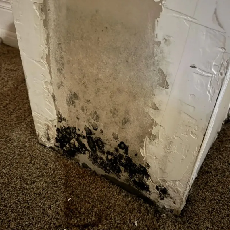 Professional Mold Removal in Berrien County, GA